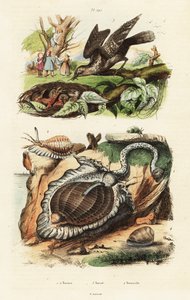 Conchiglie di tonno e torcicollo eurasiatico