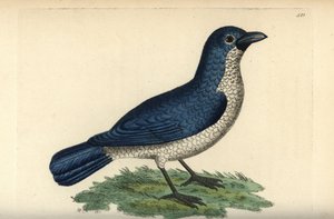 Boubou di Turati, Laniarius turatii (Lanius bicolor). Illustrazione disegnata e incisa da Richard Polydore Nodder. Incisione a mano colorata da George Shaw e Frederick Nodder