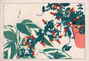 Manettia bicolore in vaso e dicadame o erba con frecce. Vite petardo, Manettia bicolor, in un vaso di fiori e maranta, Maranta arundinacea. Stampa xilografica colorata a mano dal 