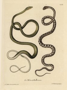 Due serpenti del Suriname: serpente verde (Ahaetulla mycterizans?) e serpente giarrettiera a scacchi, Thamnophis marcianus