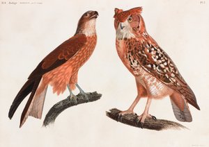 Due illustrazioni a colori di uccelli