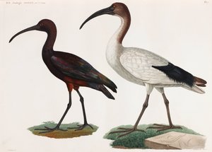 Due illustrazioni a colori di uccelli da Unbekannt