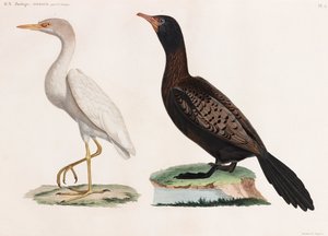 Due illustrazioni a colori di uccelli da Unbekannt