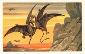 Due pterodattili che combattono in volo contro un cielo cremisi. 1908 (litografia) da Unbekannter Künstler