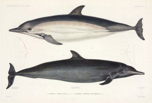 Due tipi di delfino