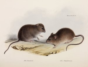 Due tipi di topo, Sud America, c. 1832-1836 da Unbekannt