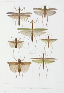 Tipi di insetti, Australia e Indonesia