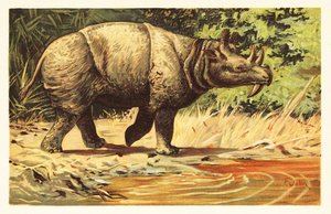 Uintatherium anceps, mammifero erbivoro estinto dell