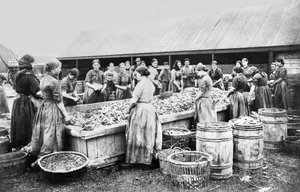 Regno Unito: Donne che puliscono aringhe. Aberdeen, c1880 da Unbekannt