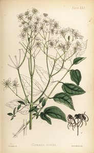 Clematide eretta, Clematis recta (Clematis erecta). Litografia colorata a mano di Henry Sowerby da Flora Homeopathica di Edward Hamilton, Bailliere, Londra da Unbekannter Künstler