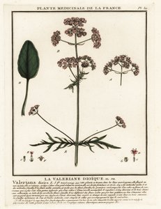 Valeriana, Valeriana dioica da Unbekannter Künstler