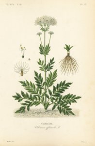 Valeriana, Valeriana officinalis da Unbekannt
