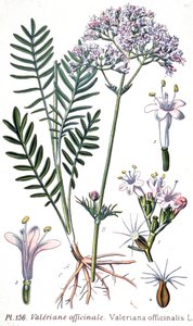 Valeriana officinale da Unbekannter Künstler