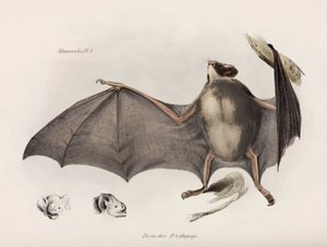 Pipistrello vampiro, Sud America, c 1832-1836