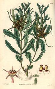 Varietà di Brachystelma (Brachystelma crispum) - Illustrazione di William Jackson Hooper, incisione di Swan, per il Botanical Magazine di William Curtis da Unbekannter Künstler