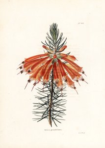 Varietà di erica - Litografia di George Cooke, per la rivista britannica Conrad Loddiges Botanical Cabinet da Unbekannter Künstler