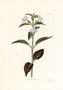 Varietà di mimulo - Litografia di George Cooke, per la rivista britannica Conrad Loddiges da Unbekannter Künstler