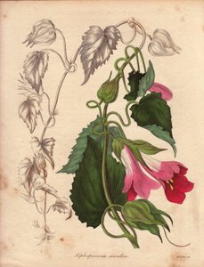 Varietà di Lophospermum (L.Scandens), rampicante con fiori rosa e viola. Specie scoperta dal Sig. Bates, molto diffusa nei cespugli del Messico. Questa pianta è stata coltivata nella collezione di Charles Tayleure ed era presente al Giardino Botanico di Li da Unbekannter Künstler