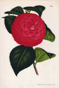 Varietà di camelie ibride, chiamate Marchesa Davia (Camellia japonica, Thea japonica) con fiori rossi venati di rosso cremisi. Cromolitografia di P.de Pannemaeker, pubblicata intorno al 1880 a Gand (Belgio), in L