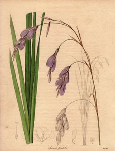 Varietà di iris (Sparaxis pendula), chiamato fiore Arlecchino, originario del Sudafrica, con fiori pendenti di colore lilla. Illustrazione di R. Mills (attivo 1836-1842), in The Botanist, serie di Benjamin Maund in cinque volumi, pubblicata tra il 1836 e i da Unbekannter Künstler