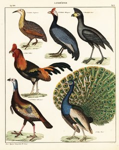 Varietà di uccelli (litografia) da Unbekannter Künstler