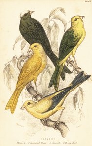 Varietà di canarini, Serinus canaria domestica.1889 (incisione) da Unbekannter Künstler