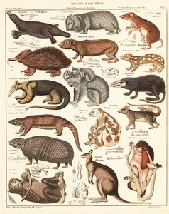 Varietà di marsupiali (litografia) da Unbekannter Künstler