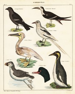 Varietà di uccelli marini, 1841 (litografia) da Unbekannter Künstler