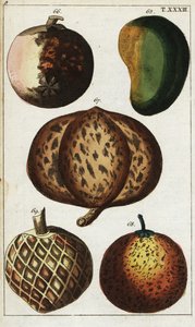 Varietà di frutti tropicali
