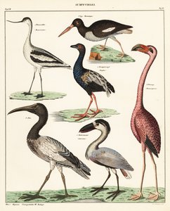 Varietà di uccelli trampolieri