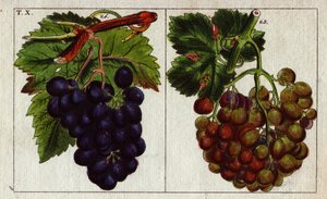 Varietà di uva: bianca e nera