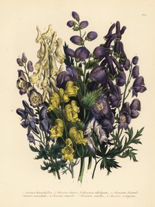 Aconito a foglie varie, Aconitum heterophyllum, aconito giallo, A. anthora, aconito giallo pallido, A. ochroleucumum, aconito viola dei Carpazi, aconito panicolato, A. paniculatum, A. versicolor, aconito comune, A. napellus, e A. variegatum da Unbekannter Künstler