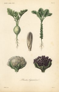 Verdure
