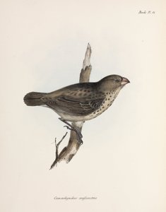 Fringuello vegetariano, Isole Galapagos, c 1832-1836 da Unbekannt