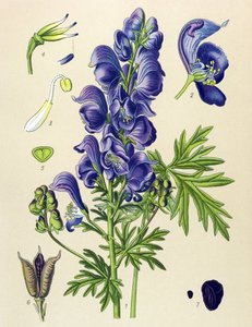Pianta velenosa (tossica) e medicinale: Aconito napello (Aconitum napellus)