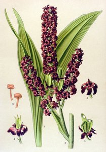 Pianta velenosa: Veratro nero (Veratrum nigrum) da Unbekannter Künstler