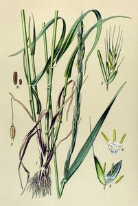 Pianta velenosa (tossica): loglio ubriacante (Lolium temulentum)