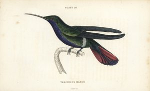 Mango di Veragua, Anthracothorax veraguensis. Incisione a mano colorata da William Lizars dal libro di Sir William Jardine