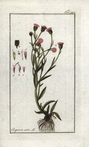 Erigeron acris da Unbekannter Künstler