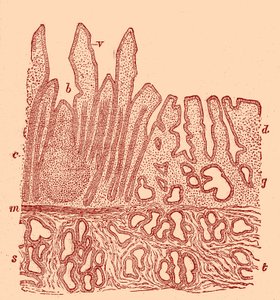 Sezione verticale della membrana mucosa da Unbekannter Künstler