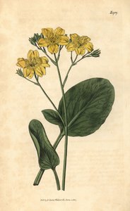 Villardie - Villarsia ovata (Fagiolo di palude a foglie ovali, Menyanthes ovata). Incisione botanica a mano colorata dal Curtis