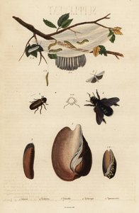 Voluta, scarabeo, ape carpentiere e falena da Unbekannter Künstler