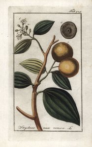 Strychnis nux-vomica