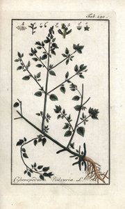 Chenopodio vulvaria. Litografia da 