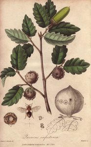 Quercia del Galles (Quercus infectoria) - Acquaforte di William Clarke per illustrare “Botanica medica, descrizione delle piante medicinali di Londra, Edimburgo e Dublino” di John Stephenson e James Morss Churchill da Unbekannter Künstler