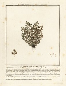 Ruta muraria, Asplenium ruta-muraria da Unbekannter Künstler
