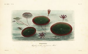Brasenia schreberi, Hydropeltis purpurea