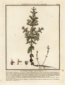 Scordio acquatico, Teucrium scordium da Unbekannter Künstler