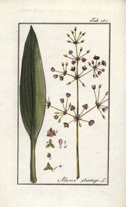 Alisma plantago-aquatica. Litografia da 