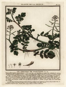 Nasturtium officinale da Unbekannter Künstler